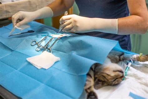 how much is spaying a cat in philippines|Where to go for spay and neuter surgery in the .